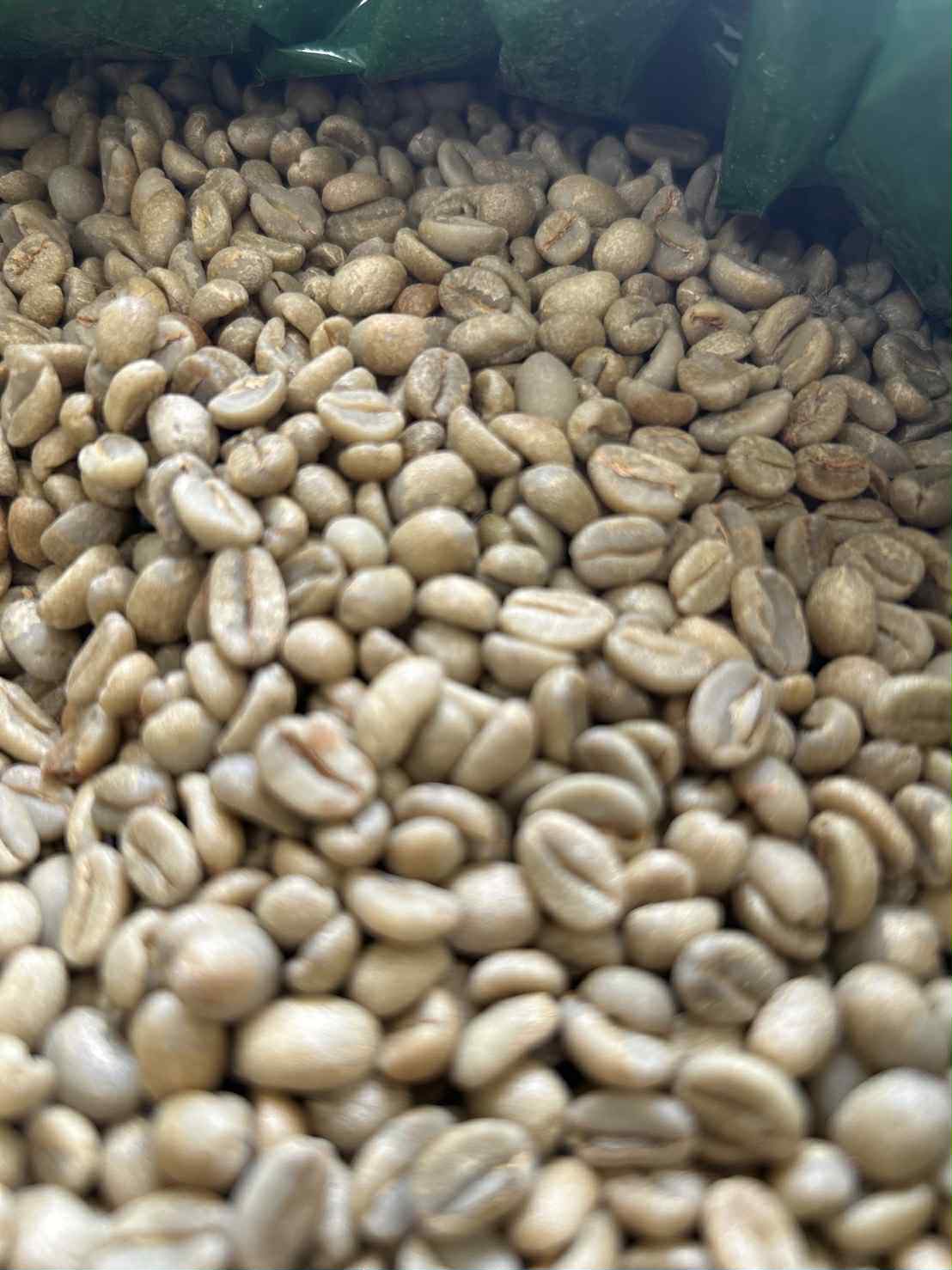 【6月搶先貨到】衣索比亞-邦貝 伊麗絲 G1 日曬 歡迎加line:philip07212